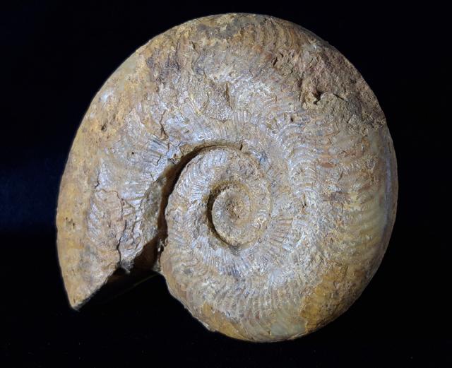 Harpoceras cf. nitescens STOLZ 1911 - Bild © FossNet FossilienStore